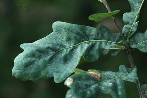 Dub letní (křemelák) (Quercus robur L. ex Simk.)