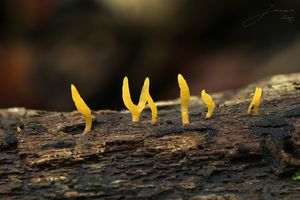 Krásnorůžek smržovitý - Calocera glossoides ( Pers. Fr. ) Fr.