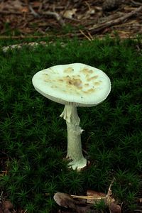 Muchomůrka citronová - Amanita citrina Pers. 1797