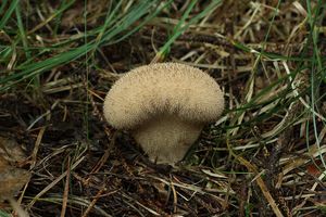 Pýchavka huňatá - Lycoperdon umbrinum Pers.