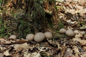 Pýchavka huňatá - Lycoperdon umbrinum Pers.