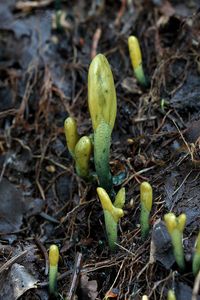 Pazoubek zelený - Microglossum viride (Schrad.) Gillet