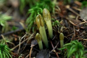 Pazoubek zelený - Microglossum viride (Pers.) Gillet 1879