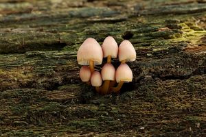 Klikni pro velký obrázek