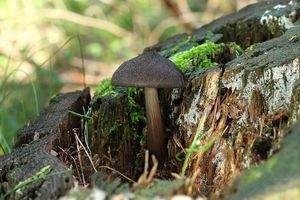 Štítovka černolemá - Pluteus atromarginatus (Konrad) Kühner 1935