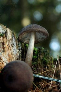 Štítovka černolemá - Pluteus atromarginatus