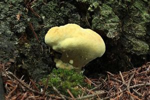 Hnědák Schweinitzův - Phaeolus schweinitzii (Fr.) Pat. 1900