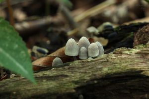 Helmovka Oortova - Mycena arcangeliana Bres. 1904