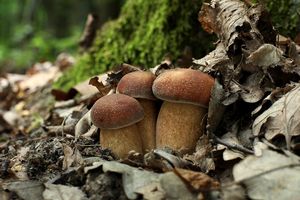 Hřib dubový - Boletus reticulatus Schaeff. 1774