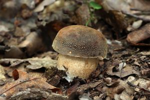 Hřib bronzový - Boletus aereus  Bull. 1789