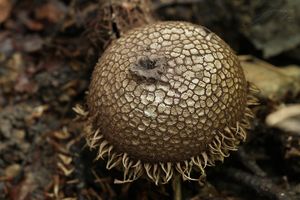 Pýchavka ježatá - Lycoperdon echinatum