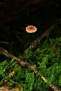 Špička žíněná - Gymnopus androsaceus (L.) Della Maggiora & Trassinelli 2014