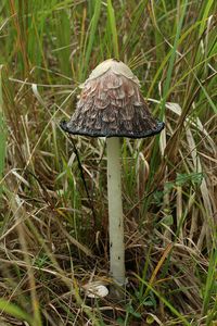 Hnojník obecný - Coprinus comatus (O.F. Müll.) Pers. 1797