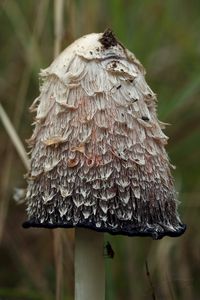 Hnojník obecný - Coprinus comatus (O.F. Müll.) Pers. 1797