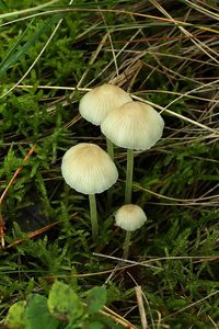 Helmovka slizká - Mycena epipterygia (Scop.) Gray 1821