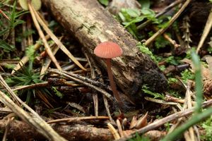 Helmovka růžová - Mycena rosella (Fr.) P. Kumm. 1871