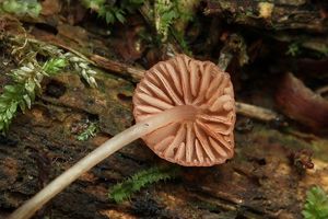 Helmovka růžová - Mycena rosella (Fr.) P. Kumm. 1871