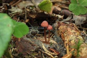 Helmovka růžová - Mycena rosella (Fr.) P. Kumm. 1871