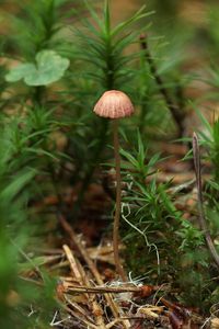 Helmovka růžová - Mycena rosella (Fr.) P. Kumm. 1871