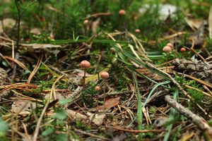 Helmovka růžová - Mycena rosella (Fr.) P. Kumm. 1871