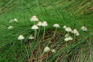 Helmovka slizká - Mycena epipterygia (Scop.) Gray 1821