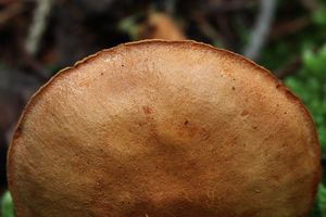 Hřib peprný - Chalciporus piperatus (Bull.) Bataille