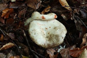 Holubinka černající - Russula nigricans Fr. 1838