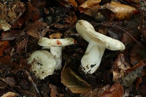 Holubinka černající - Russula nigricans Fr. 1838