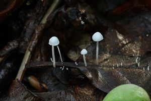 Špička listová - Marasmius epiphyllus (Pers.) Fr.