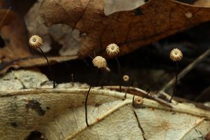 Špička Bulliardova - Marasmius bulliardii Quél. 1878