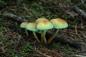 Třepenitka svazčitá - Hypholoma fasciculare  (Huds.) P. Kumm. 1871