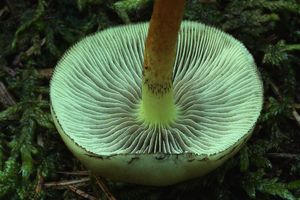 Třepenitka svazčitá - Hypholoma fasciculare  (Huds.) P. Kumm. 1871