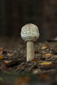 Bedla červenající - Chlorophyllum rachodes (Vittad.) Vellinga 2002