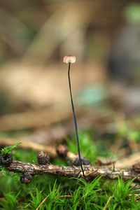 Špička žíněná - Gymnopus androsaceus (L.) Della Maggiora & Trassinelli 2014