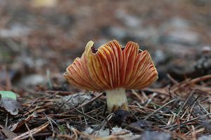 Šťavnatka pomrazka - Hygrophorus hypothejus  (Fr.) Fr. 1838