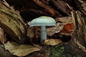 Límcovka modrá - Stropharia caerulea Kreisel 1979