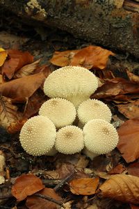 Pýchavka obecná - Lycoperdon perlatum Pers. 1796