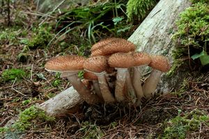 Václavka smrková - Armillaria ostoyae (Romagn.) Herink 1973