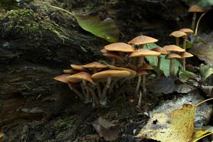 Čepičatka jehličnanová - Galerina marginata  (Batsch) Kühner 1935