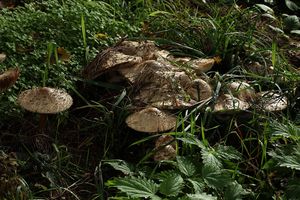 Bedla červenající česká - Macrolepiota rhacodes var. bohemica