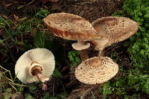 Bedla červenající česká - Macrolepiota rhacodes var. bohemica