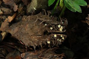 Voskovička buková - Phaeohelotium fagineum (Pers.) Hengstm. 2009