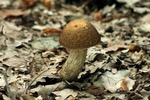 Kozák habrový - Leccinum pseudoscabrum (Kallenb.) Šutara 1989