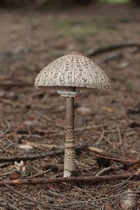 Bedla vysoká - Macrolepiota procera (Scop.) Singer 1948