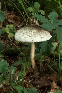 Bedla vysoká - Macrolepiota procera (Scop.) Singer 1948