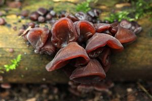 Boltcovitka ucho Jidášovo - Auricularia auricula-judae (Bull.) Quél. 1886