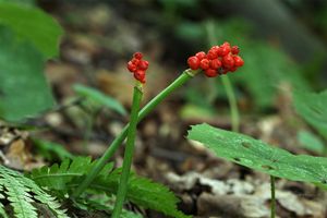 Árón plamatý (Arum maculatum L.)