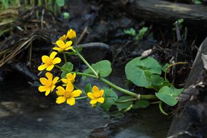 Blatouch bahenní (Caltha palustris)