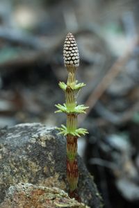 Přeslička rolní (Equisetum arvense )