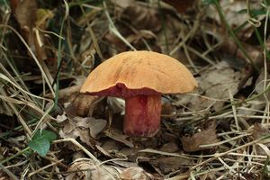 Hřib rubínový - Rubinoboletus rubinus (W.G. Sm.) Pilát & Dermek 1969